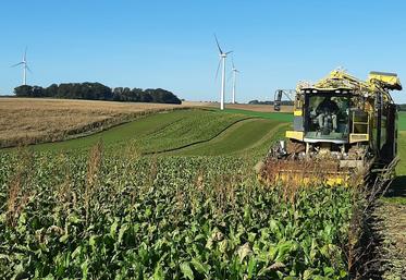 betteraves rendement 