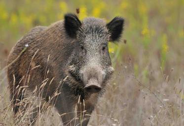 chasse sanglier peste porcine africaine