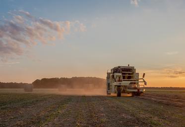 Avec les jours qui raccourcissent, les heures de travail sont précieuses dans les champs de lin. 
