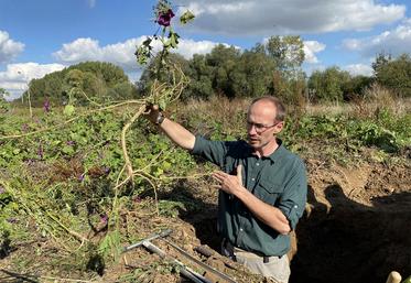 La Grande Mauve dont le système racinaire n’a pas cherché à gagner de la profondeur dans la parcelle d’essai  au sol argileux-limoneux.