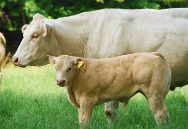 Lancée il y a deux ans, la relocalisation de l’engraissement produit déjà ses effets, atténuant le nombre de vaches abattues  en moins. 
