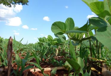 soja Brésil lait Danone