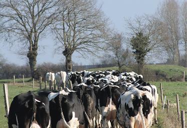 En Inde, la question du bien-être animal, notamment des bovins, ne se pose pas, car l’élevage est intégré à la vie domestique.