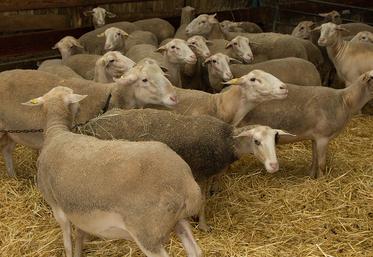 Les professionnels ont jusqu’au 6 décembre pour demander une avance. Sont éligibles les «élevages ovins et bovins touchés par la FCO- 3 entre les 5 août et 30 septembre 2024», précise l’organisme public.