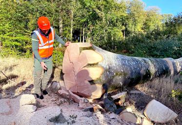 Bûcheron de métier, Jérôme Cornu a accueilli du public sur un chantier d’abattage sur la parcelle 281 de la forêt domaniale  de Crécy-en-Ponthieu. 