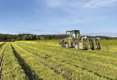 La France compterait aujourd’hui entre 2 400 et 2 600 hectares de chanvre textile contre 4 hectares en 2019. 