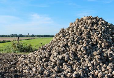 Déjà sous le coup d’un rendement de betteraves estimé à 79 t/ha (à 16 % de sucre) contre 81,1 t/ha en moyenne quinquennale du fait des pluies à répétition, la filière française dit «stop aux importations de sucre ukrainien». 