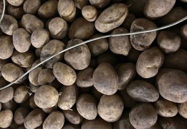 Brûlure post-thermonébulisation, au contact du câble de sonde avec la formation de gouttelettes. 