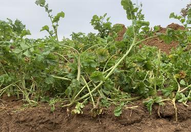 Pour bon nombre d’agriculteurs, la rémunération de la transition vers des pratiques agroécologiques n’est pas suffisante pour couvrir les risques. 