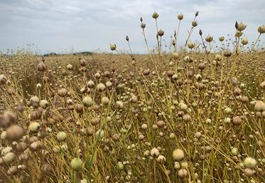 Un des exemples des effets du changement climatique : il induit un raccourcissement du cycle de culture déjà très court du lin fibre de printemps. 