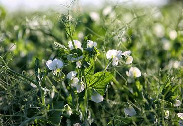 La très mauvaise campagne peut décourager les agriculteurs à cultiver le pois d’hiver. Mais pour Terres Inovia, le contexte était inédit, et des leviers agronomiques pour limiter la pression maladie existent. 