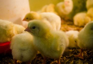 Ce statut «indemne» rouvre des possibilités d’exporter des œufs, poussins, viandes ou foie gras.