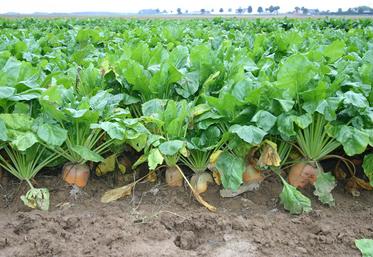 Le travail des sélectionneurs pour la création de nouvelles variétés permet d’améliorer chaque année les qualités génétiques des betteraves fourragères et leurs comportements face aux maladies. 