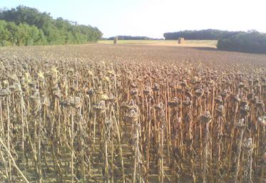 Les producteurs français de tournesol ont fait face à des conditions de semis  et de récolte très délicates, voire exceptionnelles en raison des conditions  météorologiques tout au long de la campagne.