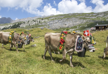 suisse manifestation