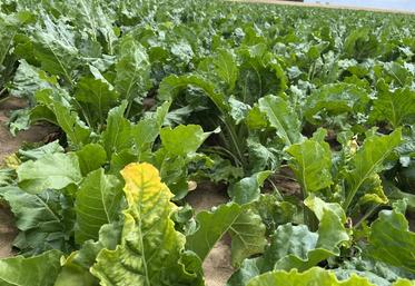 jaunisse betteraves Royaume-Uni