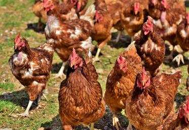 poules grippe aviaire Royaume-Uni