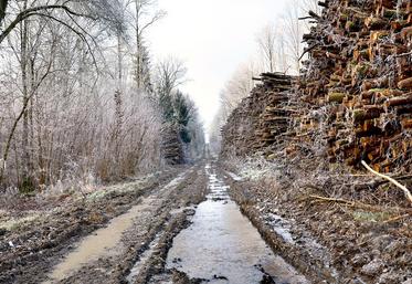 vols de bois Transylvanie