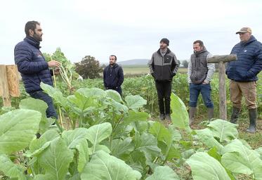 Le Groupe Carré dispose de parcelles d’essais de couverts. «10 kg de couvert semés, c’est 5 tonnes de matière sèche à la clé», rappelle David Boucher, coach en agronomie. 