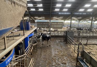 Un robot de traite offrirait un gain de temps de douze heures par vache et par an, par rapport à une salle de traite. 