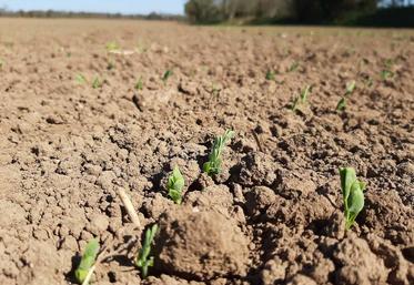 De récentes études montrent des potentiels élevés et réguliers pour des semis allant jusqu’à la 1ère quinzaine de janvier. 