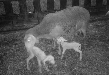 aides Pac animales telepac 