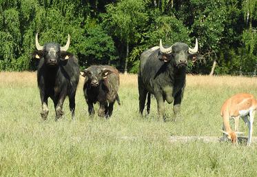 fièvre aphteuse Allemagne 