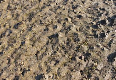 On constate des mouillères localisées, et même des parcelles entières qui végètent ou dépérissent. 