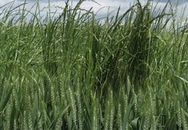 Les Ray-grass se généralisent sur nos territoires, et en toutes cultures.