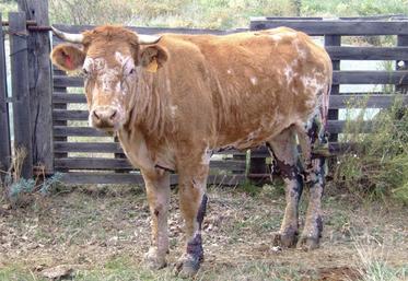 L’isolement des animaux infectés est le principal moyen de lutte contre la transmission du parasite. 