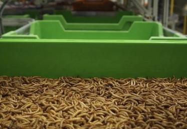 redressement judiciaire Ynsect