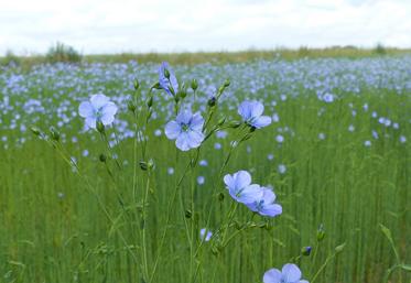 La nouvelle certification Masters of Flax Fibre se déploie progressivement en 2025, mais les modalités d’audit des producteurs doivent être précisées. 