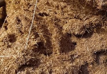 De la paille broyée pour travailler l'ingestion en début de lactation.