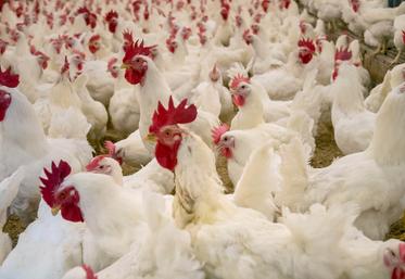 La production d’œufs et de volailles de chair français représentent un enjeu de souveraineté alimentaire. 