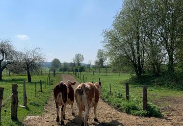 FCO 8 vaccination santé animale