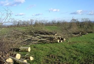 Sans hésitation, le débouché le plus courant pour le bois issu des exploitations agricoles est le «bois de chauffe».  À la Chambre d’agriculture de la Somme, on le qualifie volontiers de débouché «numéro 1». 