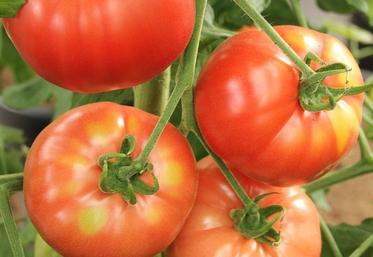 tomates Maroc