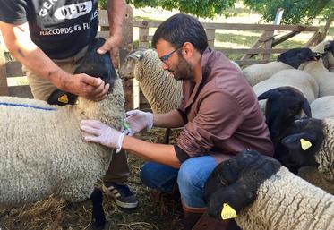Selon le vétérinaire François Claine, le plus efficace est un schéma de primovaccination en deux doses. 