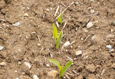 Une variété précoce implique une densité de semis un peu plus élevée pour faire face à une perte légèrement supérieure. 