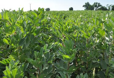 Pour un rendement régional moyen de 3,7 t/ha, il faudrait un prix de la féverole  à 310 €/ha pour que la rentabilité soit assurée. 