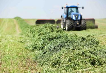 luzerne fourrages alimentation animale