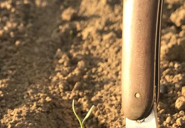 Levée betteraves sucre semis ITB