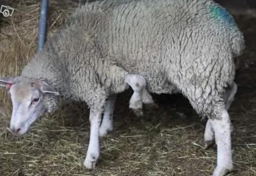 poisson d'avril moutons baie de Somme