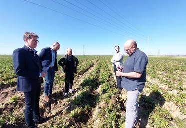 Pascal Canfin, député européen (à gauche), dans les champs de Jean-Paul Dallene  (à droite) avec des représentants de McCain et un collaborateur de l'élu (au centre). 