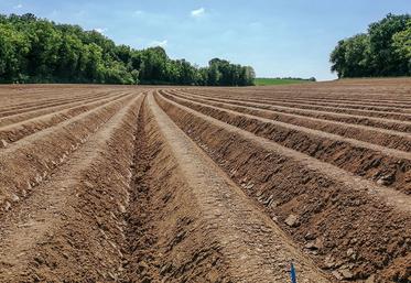 Le désherbage doit se faire sur des buttes stabilisées et sur des adventices jeunes. 