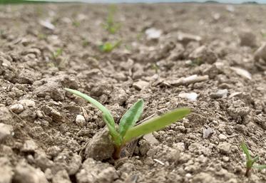 La moitié des semis de betteraves a été réalisée entre le 15 et le 20 mars dans la Somme. 