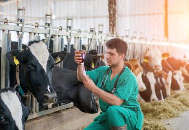 Les indemnisations des veaux morts-nés de 2024 sont confirmées,  mais l'incertitude demeure pour 2025.