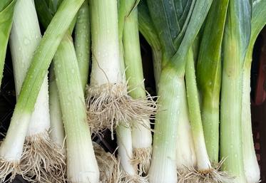 poireaux
