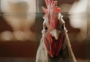 poules volailles prix CFA aviculture élevage