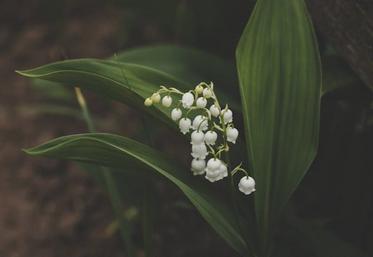 muguet 1er mai tradition fleurs